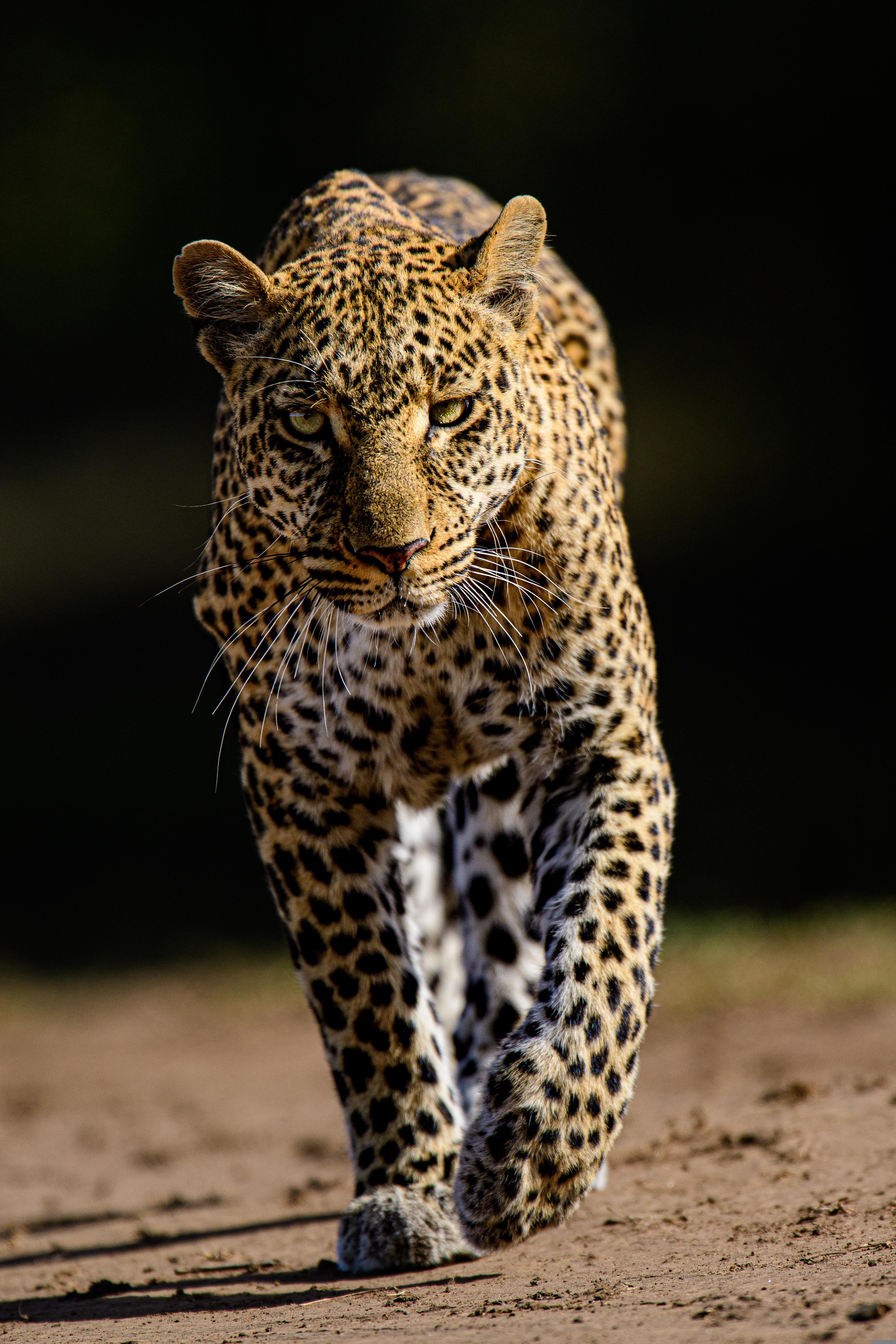 African Leopard